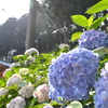 梅雨の合間をぬって、京都 三室戸寺の紫陽花散策へ。。。