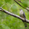 2019年9月16日の鳥撮り-東京都葛飾区