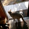 立春大吉じゃがいも日和