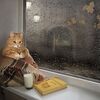 本日の１枚の写真　４１枚目（雨 猫 本）