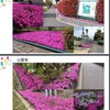 芝桜の会活動記録写真から　自治会等・公園