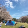 柏の葉公園 2019 桜の広場