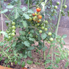 The first tomatoes