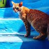 モロッコのネコは凶暴、狂犬病：イギリス人咬まれて死亡  (BBC-News, November 12, 2018)