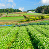 河原ヶ谷のソバ畑