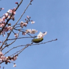 中央地区の河津桜、スーパー三和並木店近く！