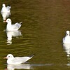 ユリカモメと可哀想なカワラヒワ