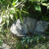 サバ猫と小鳥