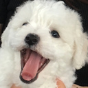 犬の動画｜かわいいビションフリーゼ わたまる