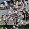 千島桜が咲く寒地土木研究所へ行ってきました