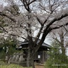 神社の桜