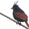 Crested Bunting レンジャクノジコ(北インドの鳥その25)