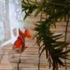 金魚の飼育水 一年経過