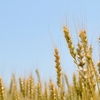 小麦（胚乳）の栄養素についてわかりやすく解説｜製菓理論（製菓衛生師）