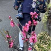 梅の花　咲いた!