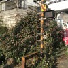 Lantana