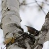 ムネアカゴジュウカラ(Red-breasted Nuthatch)