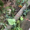 水引草20241011