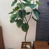 面倒な管理不要！リアルな大型の人工観葉植物『ウンベラータ』をリビングに置いてみた