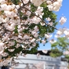 今からでも楽しめる京都の（珍しい）桜
