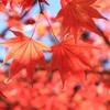 紅葉の湖北、見仏記