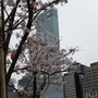 「てんしば」の桜が見頃だった