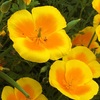 ハナビシソウ（花菱草）とその仲間の花
