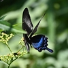 🦋小石川植物園でカラスアゲハを撮影😊