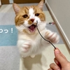 るるちゃん猫風邪から完全復活！