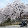 ドンピシャ春爛漫♪♪山梨勝沼・桃源郷ツーリング