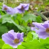 2026年4月24日（金）　花の金剛山を歩く　〜 シラネアオイとニリンソウ 〜