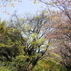 今朝の散歩道～！シャガの花