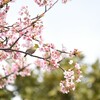 ハピネス・イズ・ヒアと桜の木