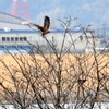 新春に飛ぶチュウヒ