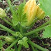 畑の野菜の花と小さな実