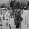  a Giant Lily in the snow