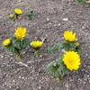 ２月の生き物観察会～野の花苑の植物たち