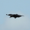 トリトンみつけた♪　トリトン見つけた♪　鳥撮り見つけただろ！！(^_^;)　ニコンクールピクスP900 de 鳥撮り始めた　折からの強風で遊ぶカラス