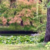 ほんのり紅葉🍁夏の名残りと秋の気配の融合✳︎✨岩手県営運動公園日本庭園