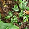 Aglaonema pictum”ちゃんぷーる”BNN from Sibolga timur【AZ0721-1a】