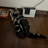 猫、今晩から絶食