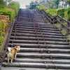 春と夏の境目、散歩中目にした昆虫など