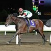 クリソベリル産駒が未だ1勝もできず種牡馬終了！？