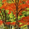 新シリーズ「秋を撮る」～奥山の紅葉