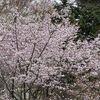 桜が咲いたかと思ったら冬に逆戻り！寒くてストーブをつけようとしたらストーブが故障していました