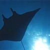 【ヤップ島】ダイビングツアー マンタと零戦の島
