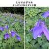 オダマキを詠んだ短歌　　江の島サムエルコッキング苑にミヤマオダマキ（多分）が咲いていました．オダマキは，もとは糸玉の名前．いい響きのためか，糸玉としても歌に詠まれてきました．いにしえの しづのおだまき くりかへし 昔を今に なすよしもがな（伊勢物語）．　耬斗菜（をだまき）のさびむらさきは中筒の端白ゆゑに見れど飽かぬかも　岡麓　　あまたたび冬には逢へど枯れざりし庭の耬斗菜（をだまき）かれなくてあれな　長塚節　　死に近き母が目を寄りをだまきの花さきたりといひにけるかな　斎藤茂吉