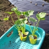 ズッキーの植付と玉ねぎの最終収穫