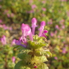 ホトケノザ；シソ科 Lamium amplexicaule; Lamiaceae 2019年1月6日（日）；鹿児島市自宅近所