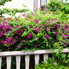 熱海　糸川のジャカランダの花